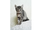 Одинокий котенок желает обрести семью